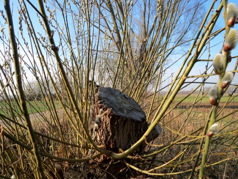 20150316Salix_caprea04