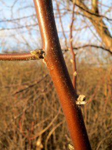 20150113Elaeagnus_angustifolia2