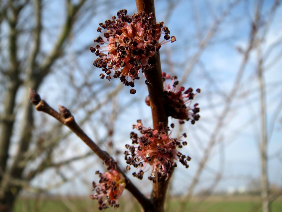 20150316Ulmus_minor2