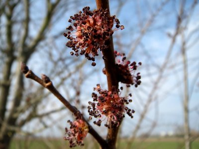 20150316Ulmus_minor2
