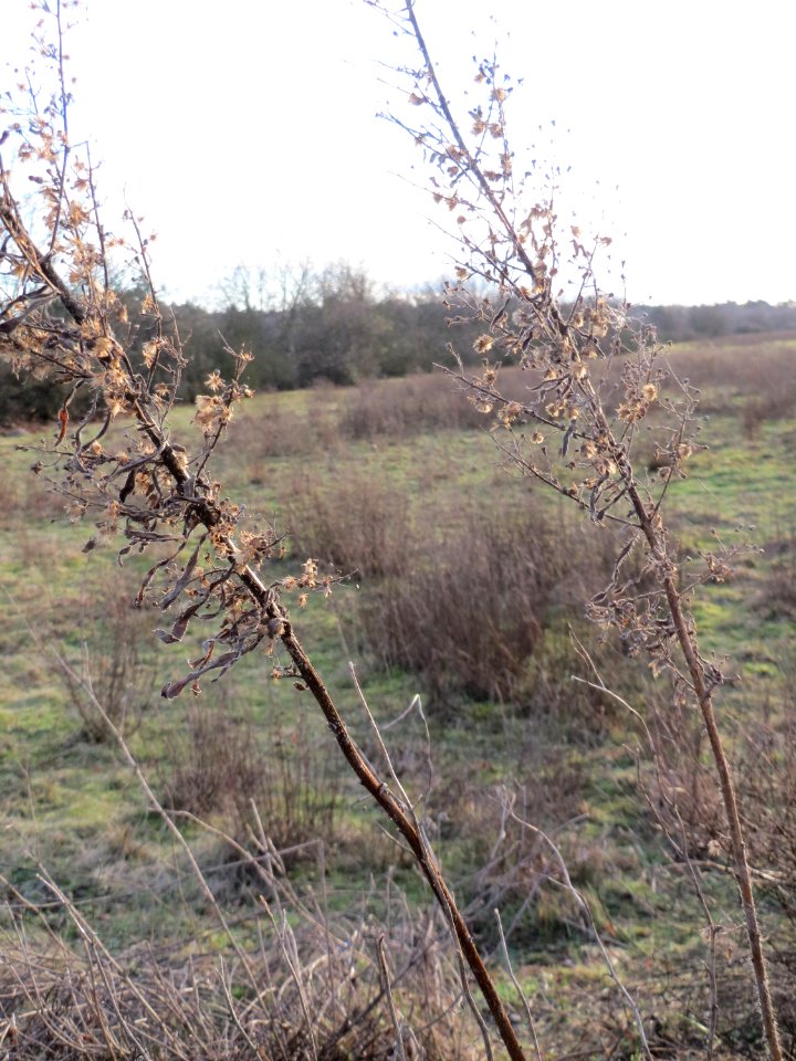 20150113Conyza_canadensis