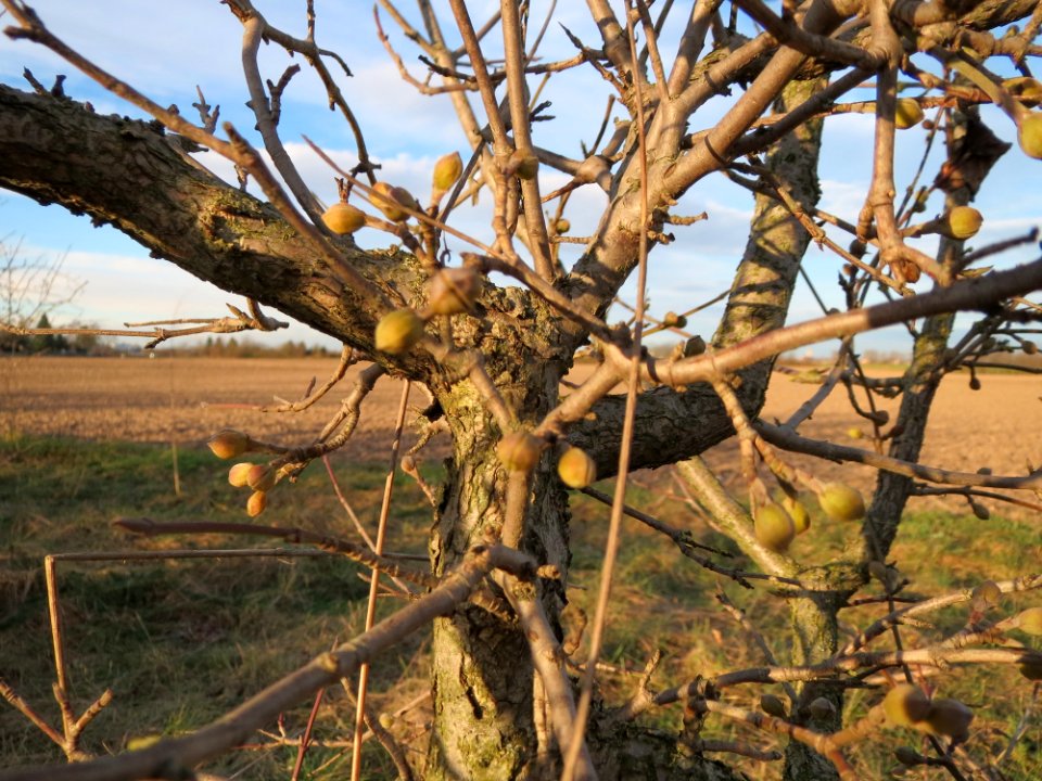 20150113Cornus_mas2