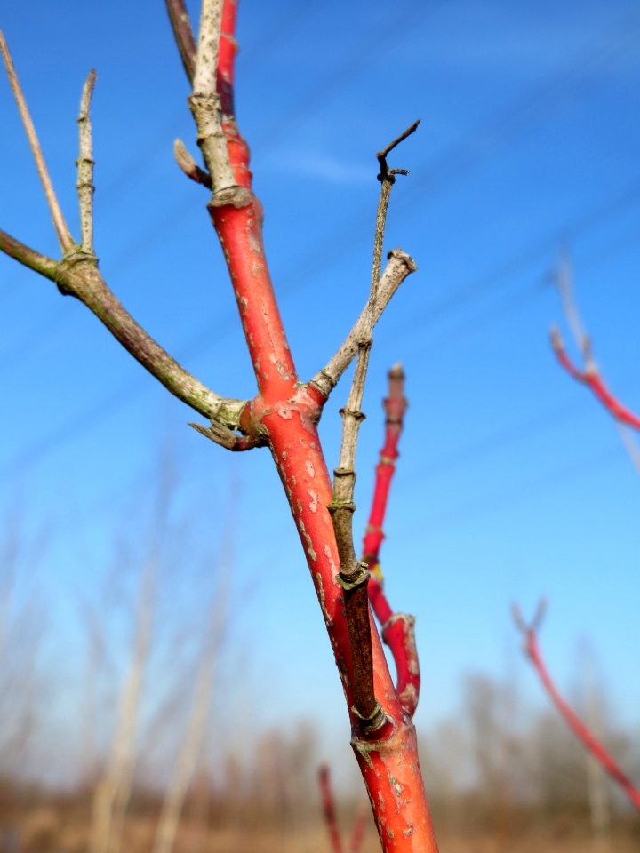 20150309Cornus_sanguinea2