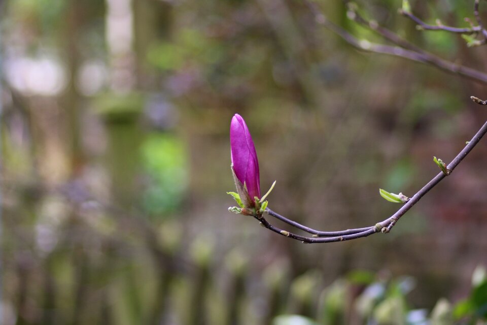 Purple spring purple flowers