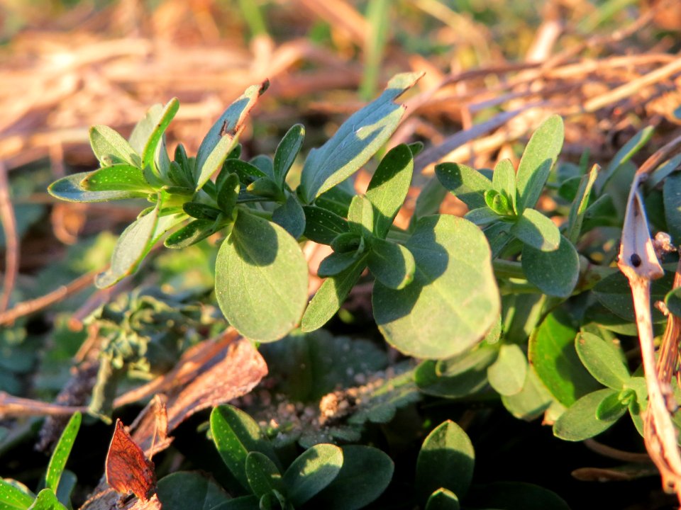 20150113Hypericum_perforatum3
