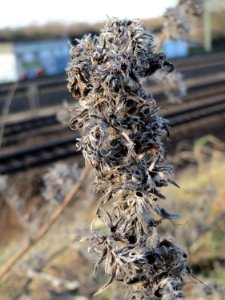 20150113Echium_vulgare2