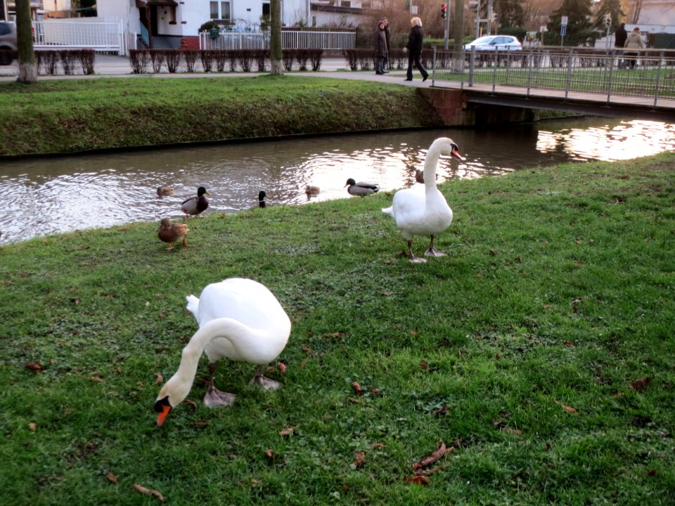 20150111Zaehringer_Kanal