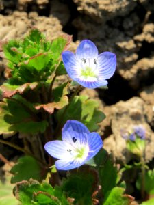 20150316Veronica_persica6