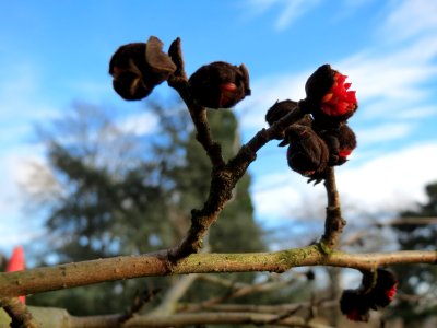 20150118Parrotia_persica5