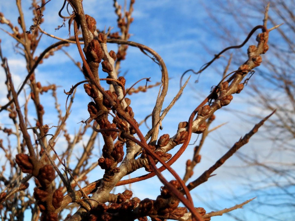 20150113Hippophae_rhamnoides2