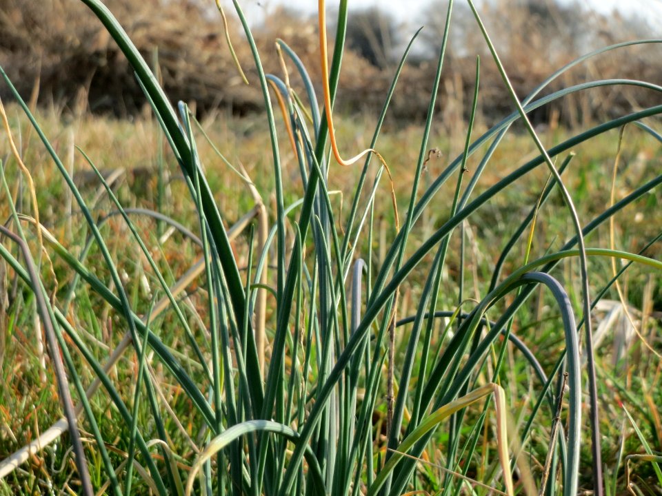 20150317Allium_schoenoprasum2
