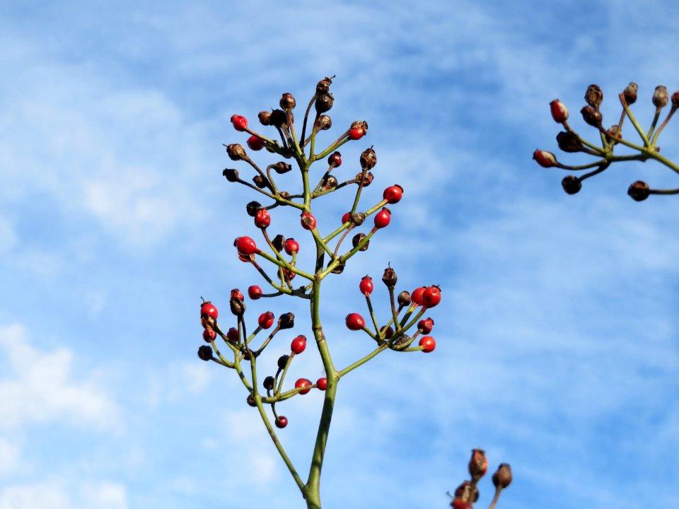 20150113Rosa_multiflora1