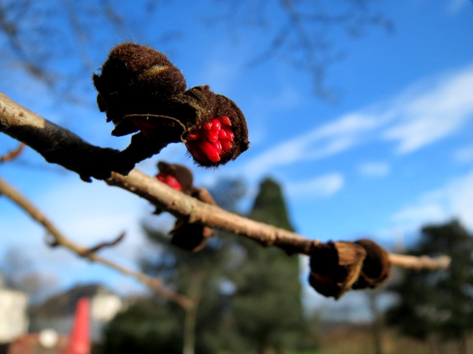 20150118Parrotia_persica2