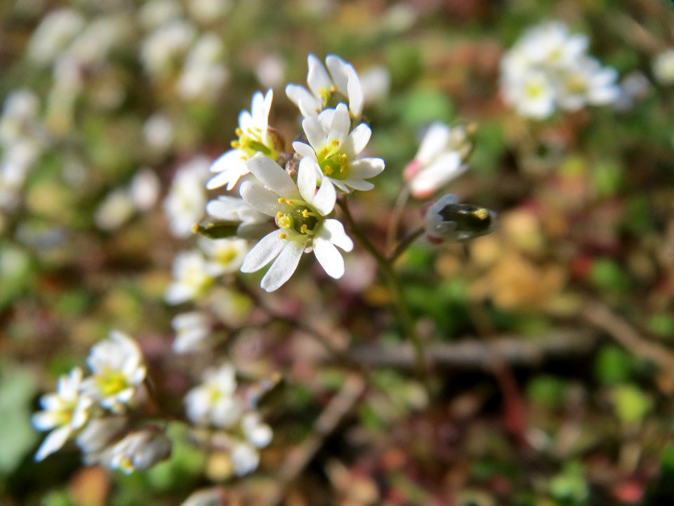 20150317Draba_verna1