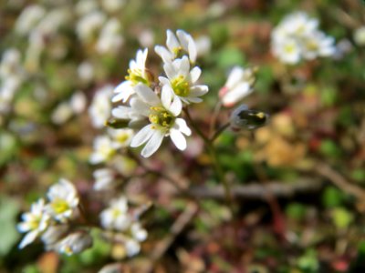 20150317Draba_verna1