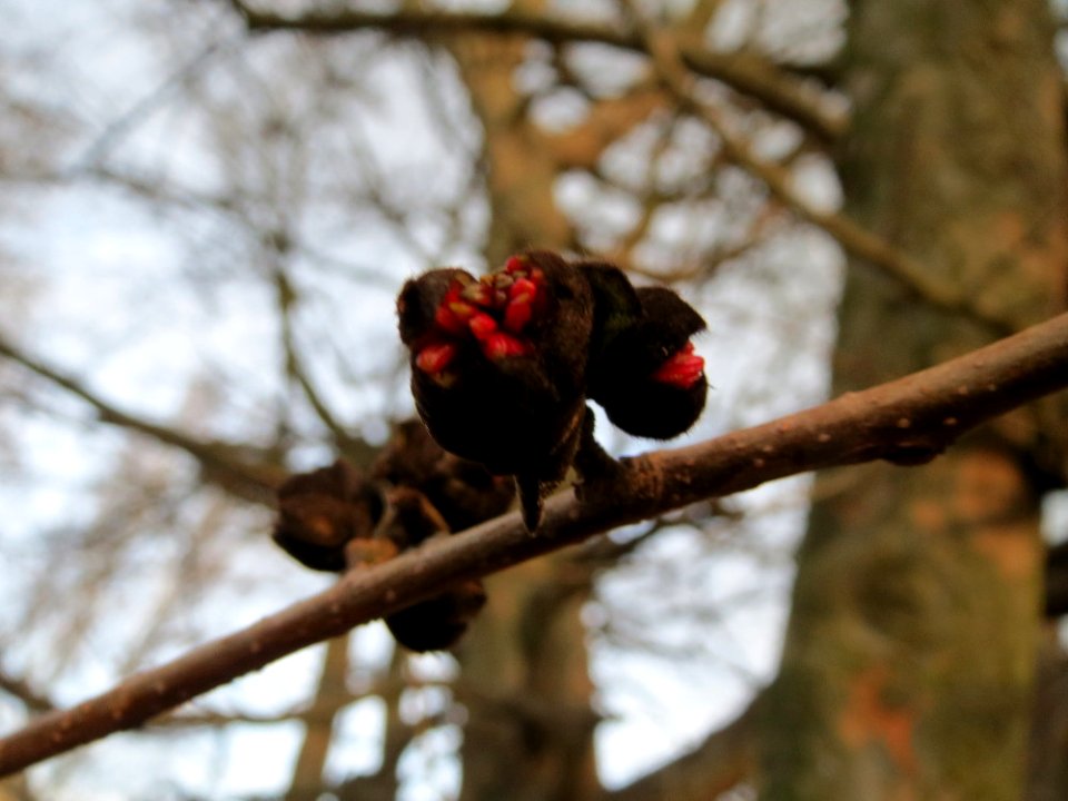20150117Parrotia_persica4
