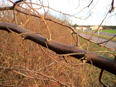 20150113Elaeagnus_angustifolia3