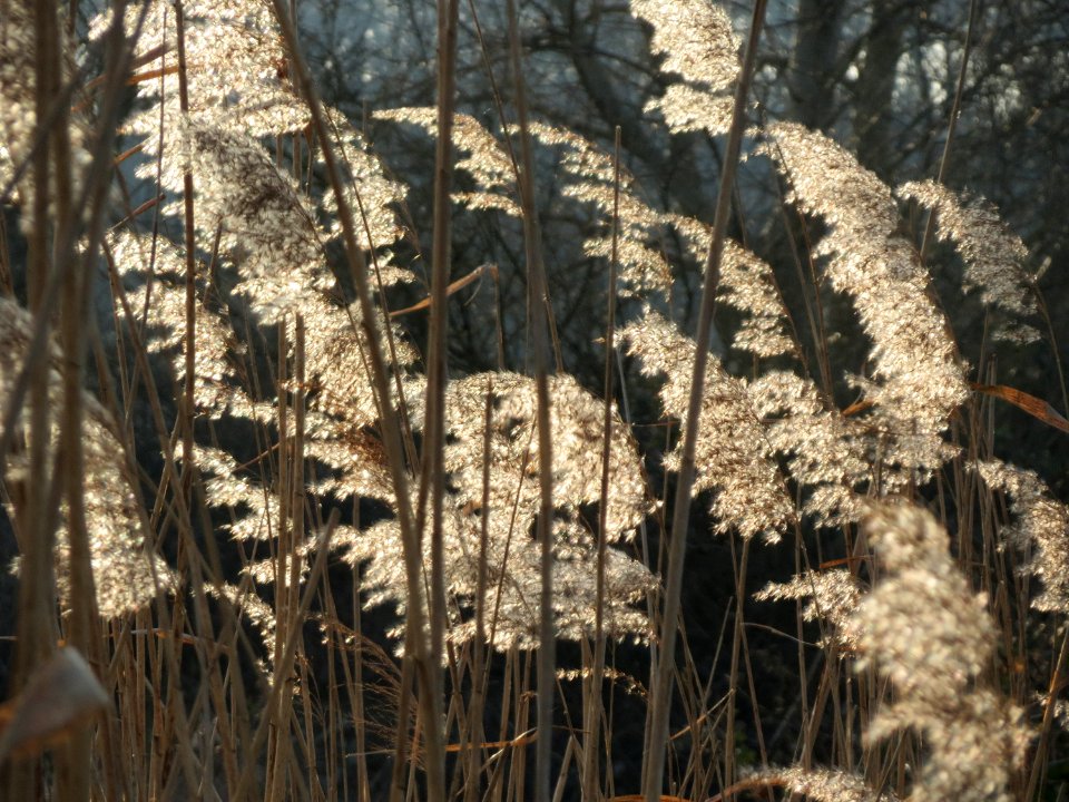 20150317Phragmites_australis1