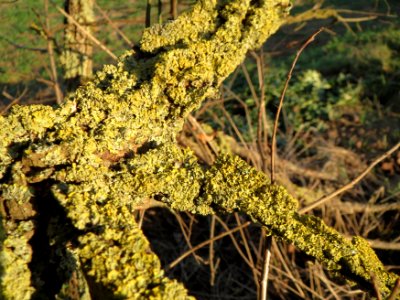 20150113Ulmus_minor4