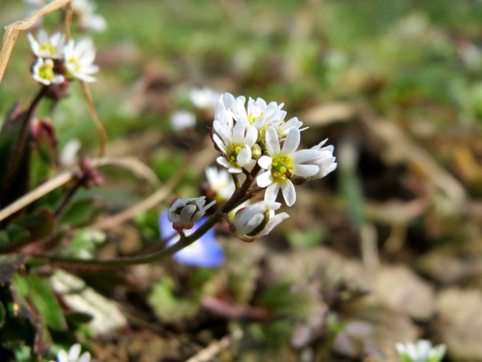20150308Draba_verna05