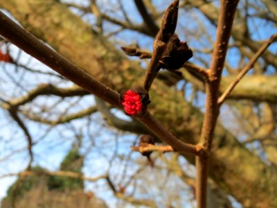 20150118Parrotia_persica4