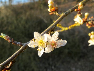 20150309Prunus_cerasifera5