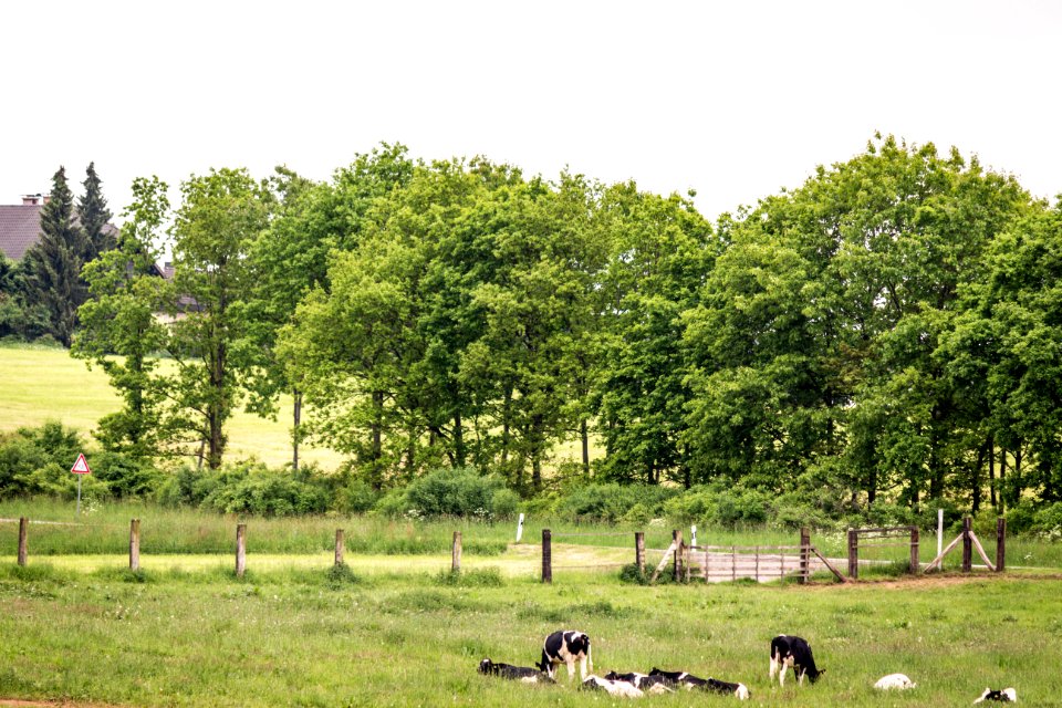 20150524_Naturpark_Saar-Hunsrück_am_NSG_Bostalsee_Kühe_IMG_4688_by_sebaso