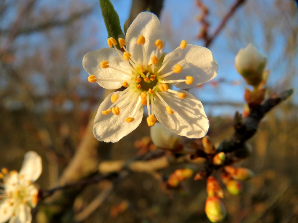 20150309Prunus_cerasifera2