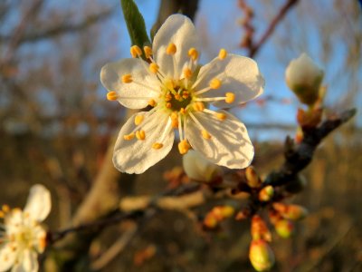 20150309Prunus_cerasifera2