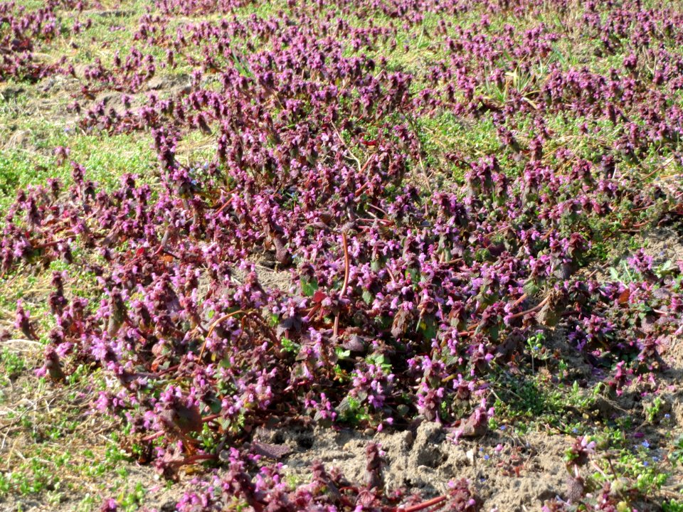 20150320Lamium_purpureum1