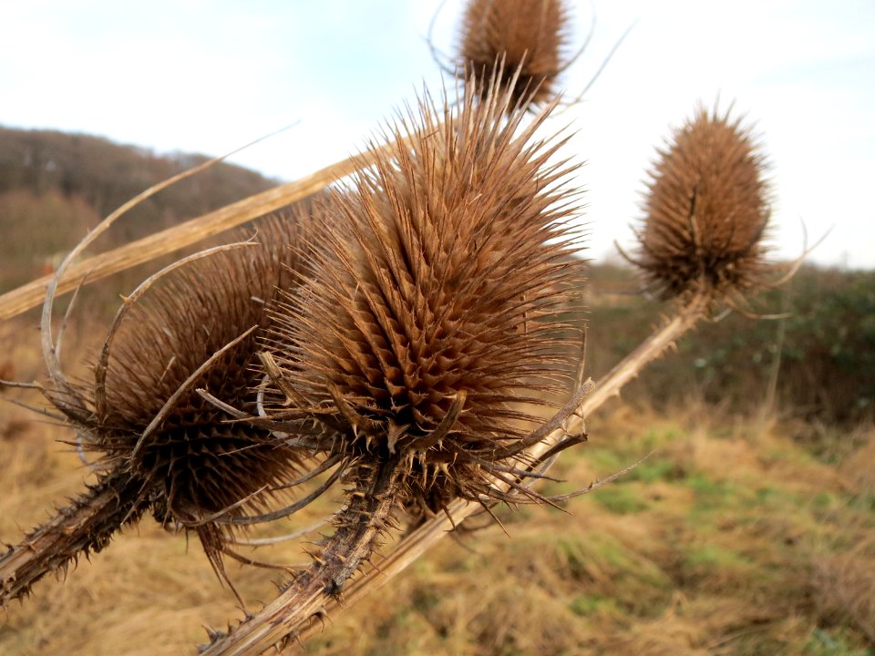 20150118Dipsacus_fullonum1