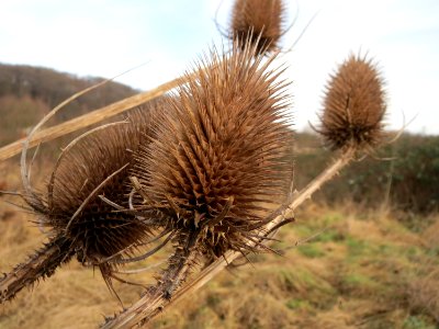 20150118Dipsacus_fullonum1