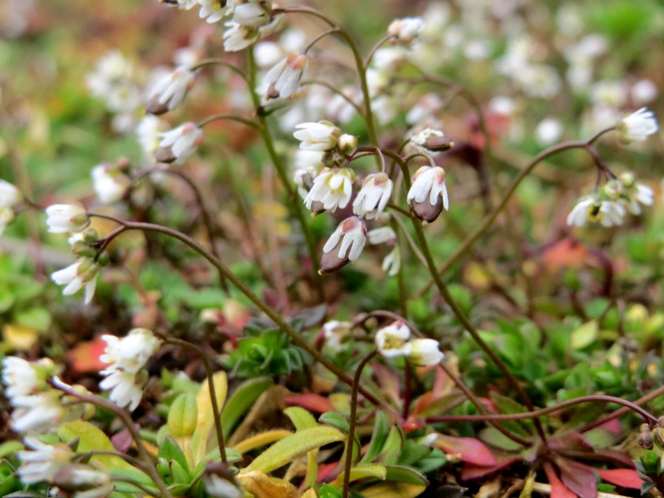 20150315Draba_verna2