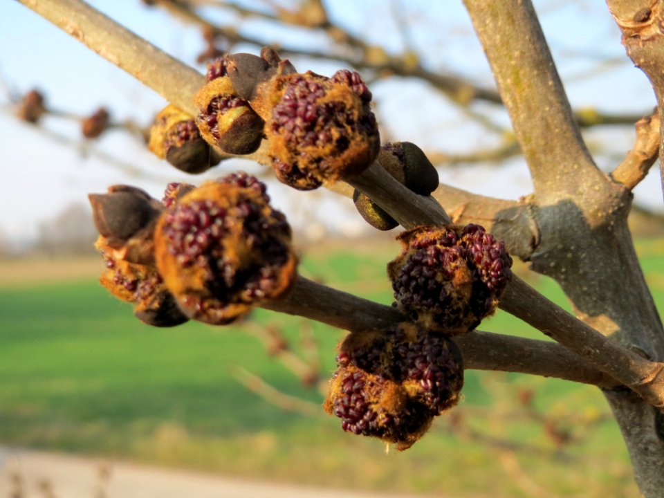 20150320Fraxinus_excelsior1