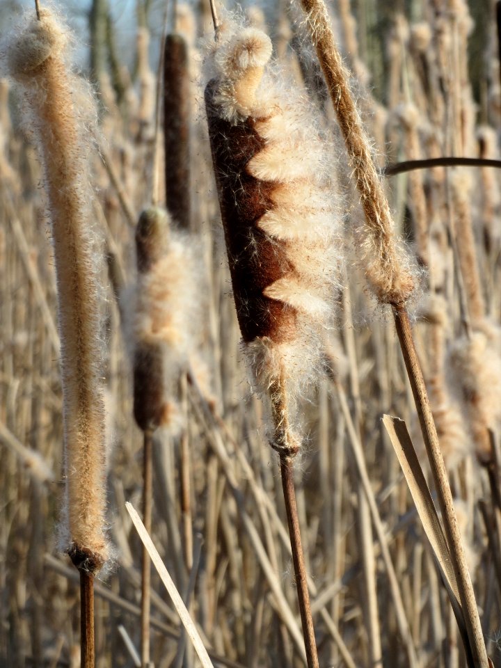 20150309Typha_latifolia3