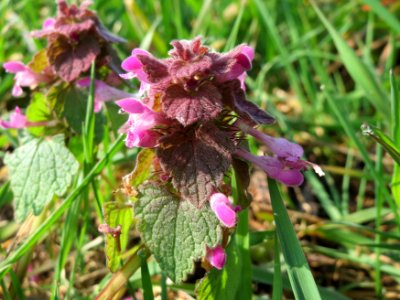 20150320Lamium_purpureum5