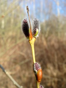 20150309Salix_purpurea6