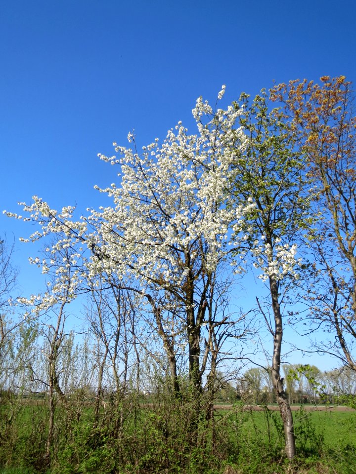 20150420Prunus_sect_Cerasus2