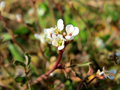 20150320Cardamine_hirsuta2