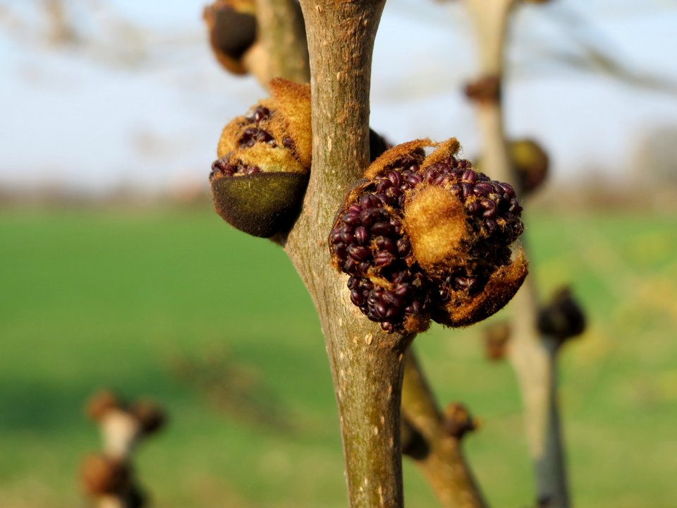 20150320Fraxinus_excelsior5