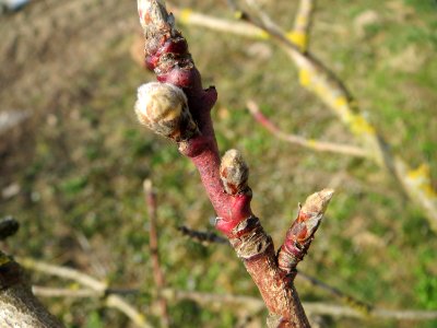 20150319Prunus_dulcis2