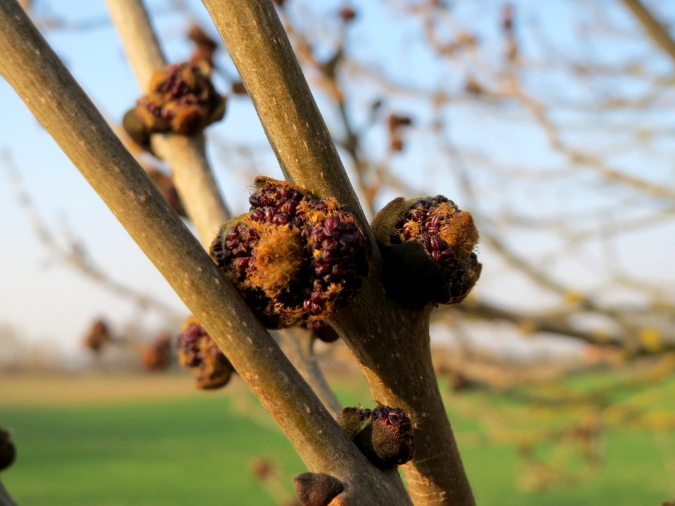 20150320Fraxinus_excelsior2