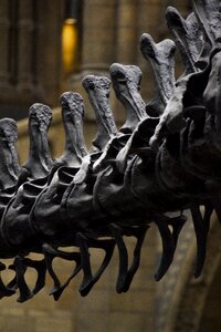 Dinosaur natural history museum bones photo
