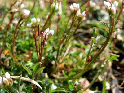 20150320Cardamine_hirsuta1