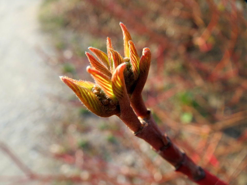 20150320Cornus_alba2