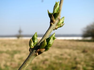20150320Euonymus_europaeus1