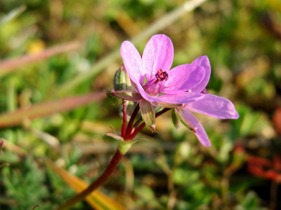 20150320Erodium_cicutarium4