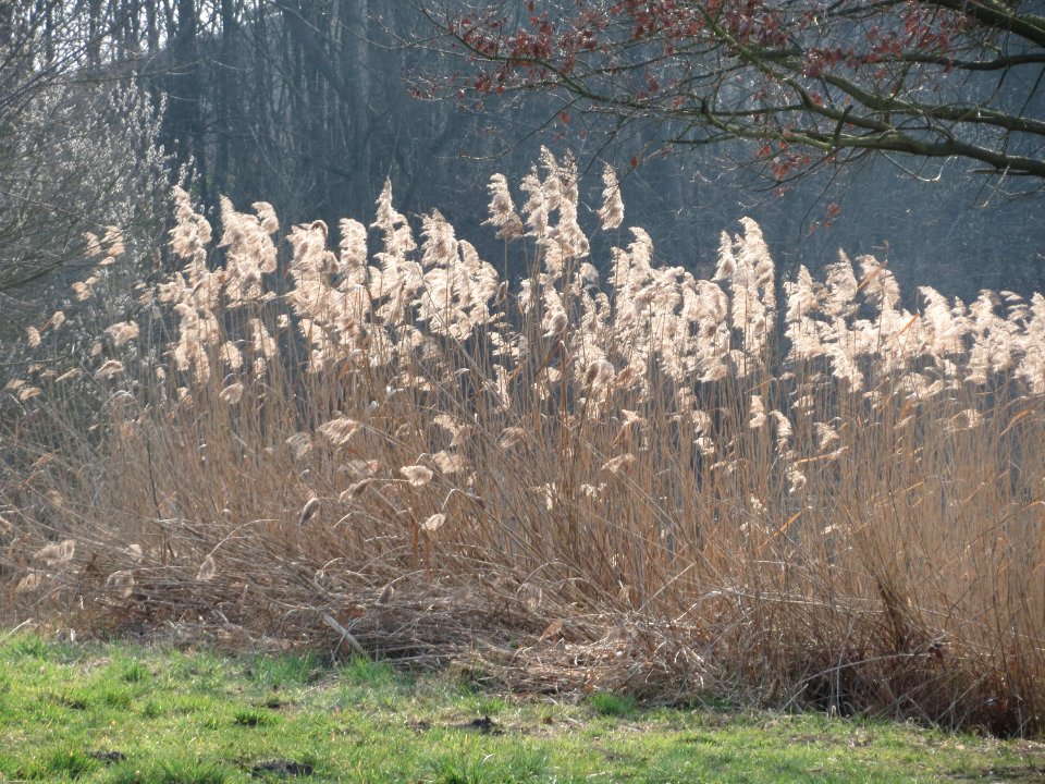 20150319Phragmites_australis1