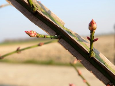 20150320Euonymus_alatus5