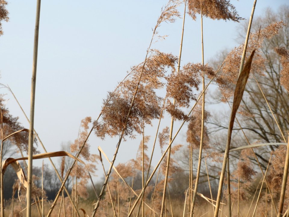 20150319Phragmites_australis2